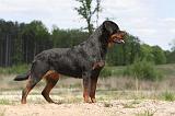 ROTTWEILER 291